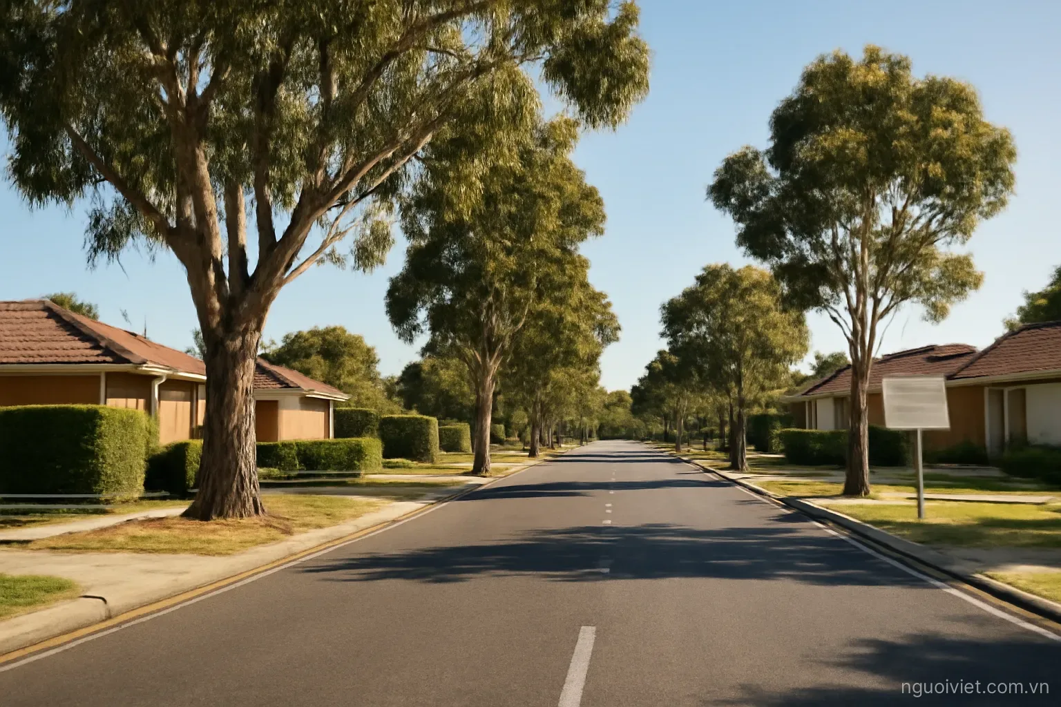 a wide suburban street with low houses and eucalyptus trees under strong afternoon sun